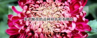 关于菊花的品种和名称有哪些,第1图