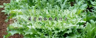 菊苣的俗称是什么,第1图