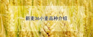 新麦36小麦品种介绍,第1图