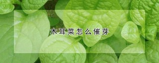 木耳菜怎么催芽,第1图