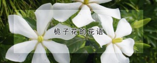 桅子花的花语,第1图