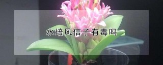 水培风信子有毒吗,第1图