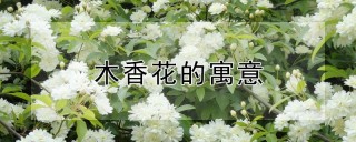 木香花的寓意,第1图