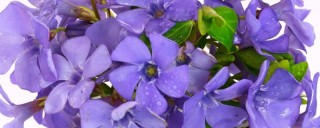 紫罗兰花什么时候开花,第1图