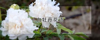 白牡丹花语,第1图