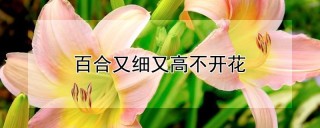 百合又细又高不开花,第1图