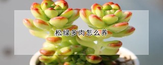 松绿多肉怎么养,第1图