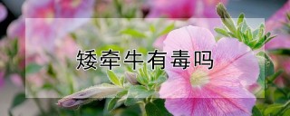 矮牵牛有毒吗,第1图