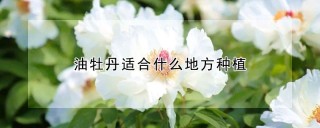 油牡丹适合什么地方种植,第1图