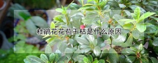 杜鹃花花苞干枯是什么原因,第1图