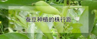 蚕豆种植的株行距,第1图