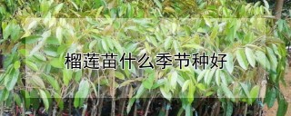 榴莲苗什么季节种好,第1图