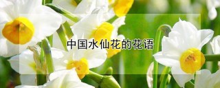 中国水仙花的花语,第1图