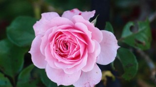 11朵粉玫瑰花语是什么,第1图