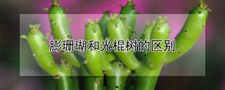 膨珊瑚和光棍树的区别,第1图