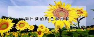 向日葵的颜色和形状,第1图