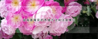 盆栽蔷薇花的养殖方法和注意事项,第1图