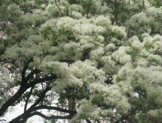 六月雪的功效与作用，细数六月雪七大功效与作用,第7图