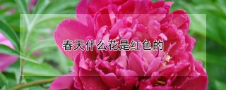 春天什么花是红色的,第1图