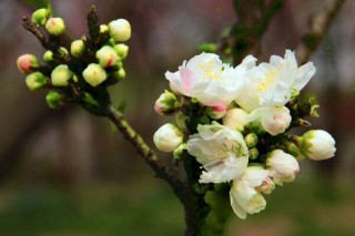 海棠花烂茎了怎么办，烂茎原因以及解决方法,第3图