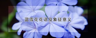 蓝雪花花语及象征意义,第1图