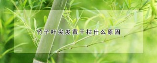 竹子叶尖发黄干枯什么原因,第1图