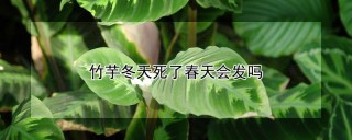 竹芋冬天死了春天会发吗,第1图