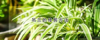 吊兰的修剪方法,第1图