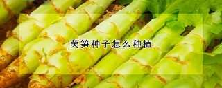 莴笋种子怎么种植,第1图