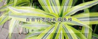 百合竹怎么长成多枝,第1图