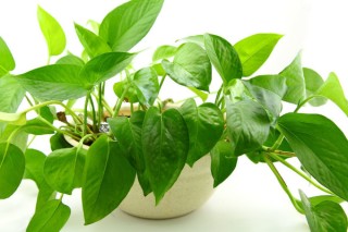 哪种植物吸收甲醛效果最好 什么植物去除甲醛最好,第5图