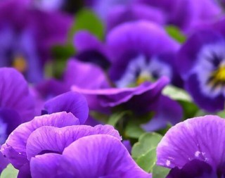 紫罗兰花语，代表着纯洁的爱、永恒的美、高尚的美德,第1图