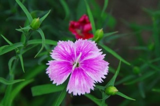 草本植物有哪些,第2图