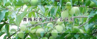 青梅和杏子有什么区别,第1图