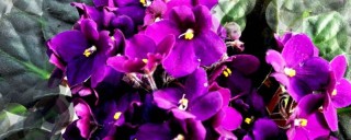 非洲紫罗兰为什么不开花,第1图