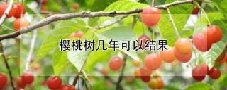 樱桃树几年可以结果,第1图