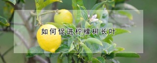 如何促进柠檬树长叶,第1图