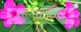 紫茉莉和夜来香是一种花吗,第1图