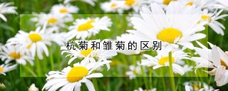 杭菊和雏菊的区别,第1图