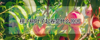 桃子树叶子起卷是什么原因,第1图