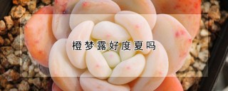 橙梦露好度夏吗,第1图