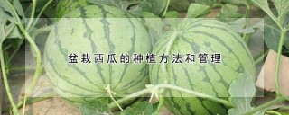 盆栽西瓜的种植方法和管理,第1图