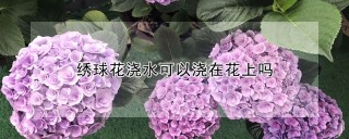 绣球花浇水可以浇在花上吗,第1图