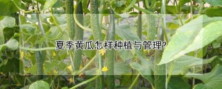 夏季黄瓜怎样种植与管理?,第1图