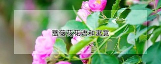 蔷薇花花语和寓意,第1图