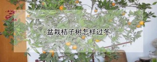 盆栽桔子树怎样过冬,第1图