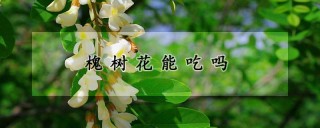 槐树花能吃吗,第1图