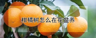 柑橘树怎么在花盆养,第1图