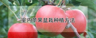 室内苹果盆栽种植方法,第1图