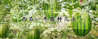 西瓜一年能种几次,第1图